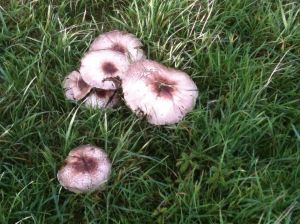 Peldont_Tollesbury 12