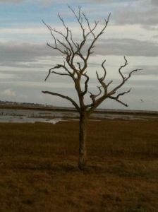 Peldont_Tollesbury 13